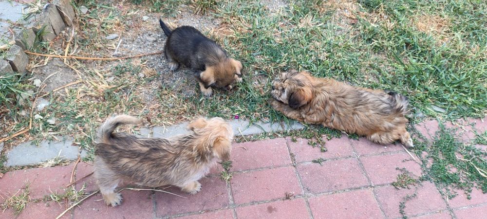 Trei micuțe de 2 luni caută stapini iubitori