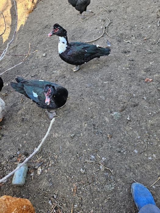 Питухи,утки селезень