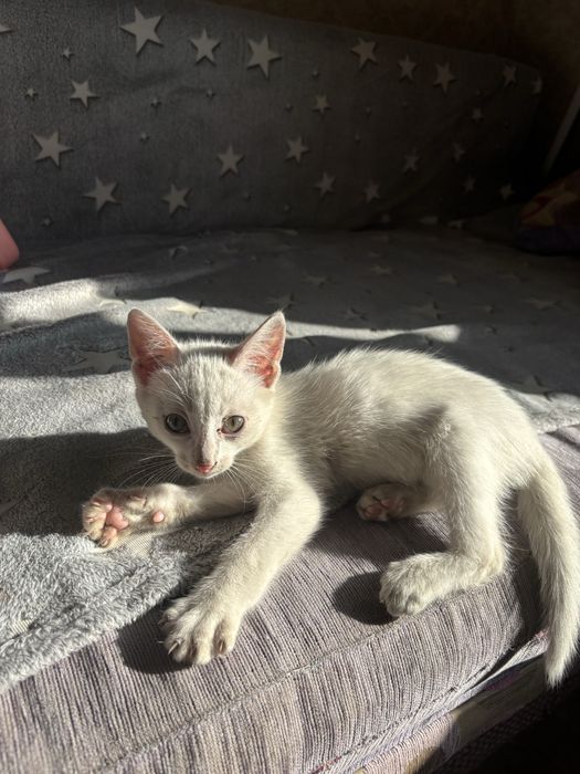 Срочно котенок мальчик