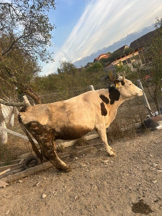 Vând vaca și taur
