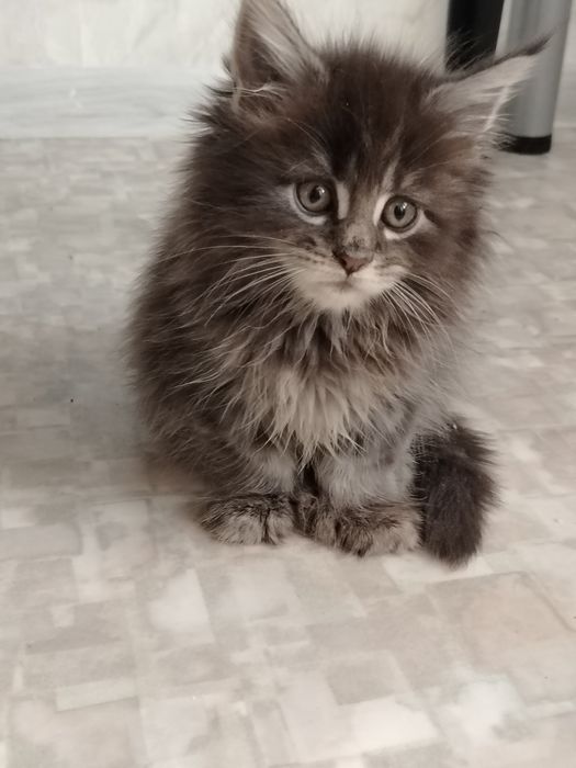 Котята из питомника