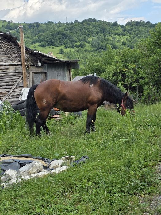 Vand Iapa 4 ani semigrea