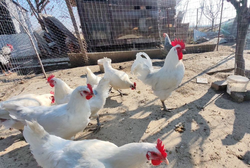 Cocosi La Bresse alb