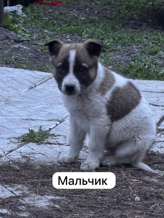 Отдам трех щенят в добрые руки