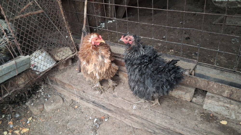 Damashni Tovuqlar Sotiladi