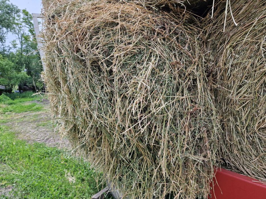 Vând lucernă ecologică – Coasa I