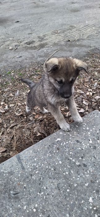 Отдам щенков БЕСПЛАТНО!