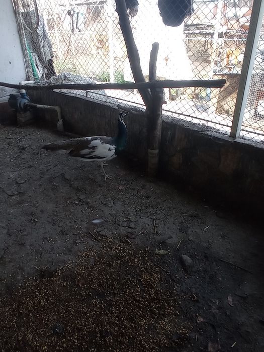 Авлак,,Императорский,, павлины взрослые,1 самец и 4 самки