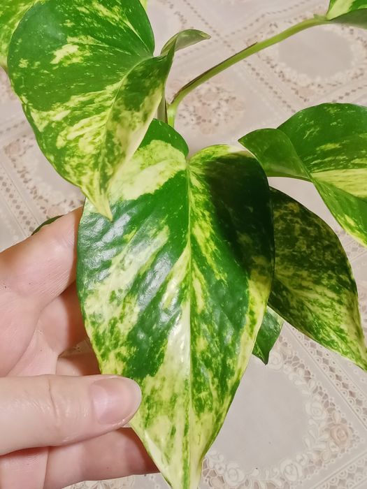 Эпипремнум ауреум