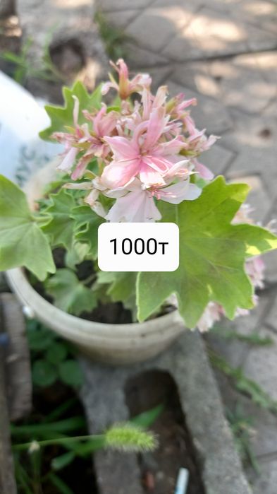 Продам недорого цветы
