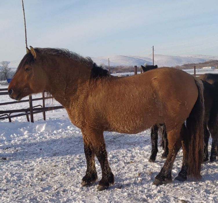 МЗ тайлар 2025. сатылымда.