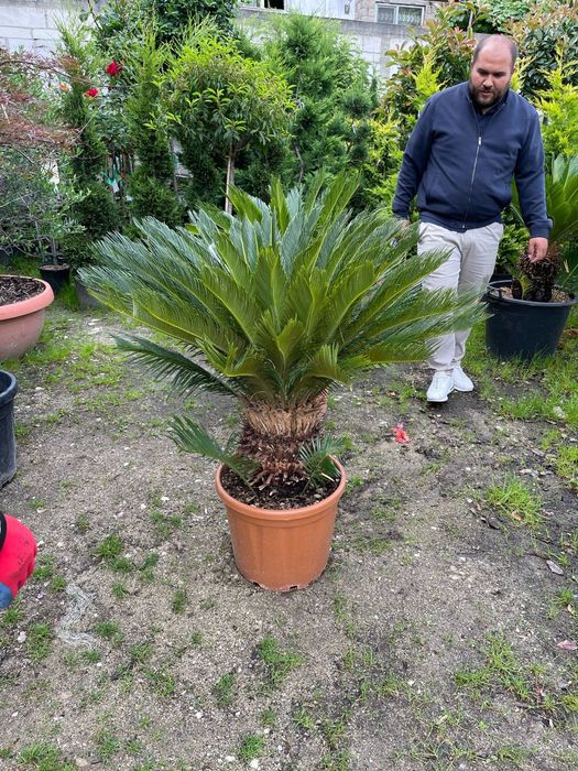 Palmierii cycas revolut mai multe dimensiuni
