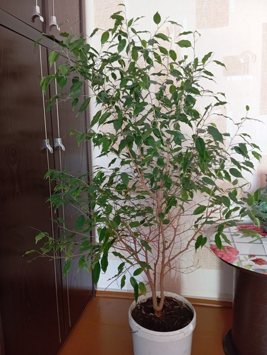 Фикус дерево, продам