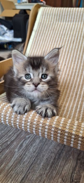 Котята породы мейн-кун