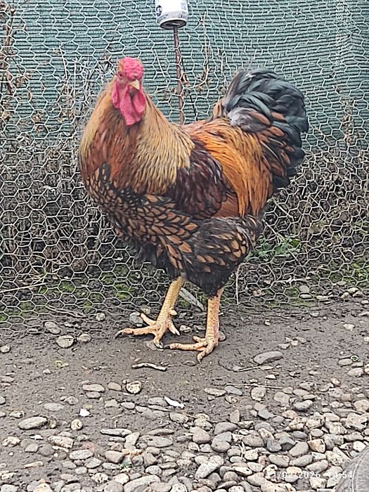 De vânzare gainuțe ..