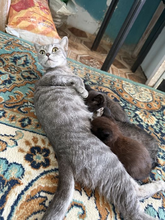 Отдам котят в добрые руки