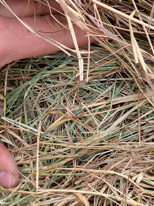 Сено в рулоне луговое разнотравье