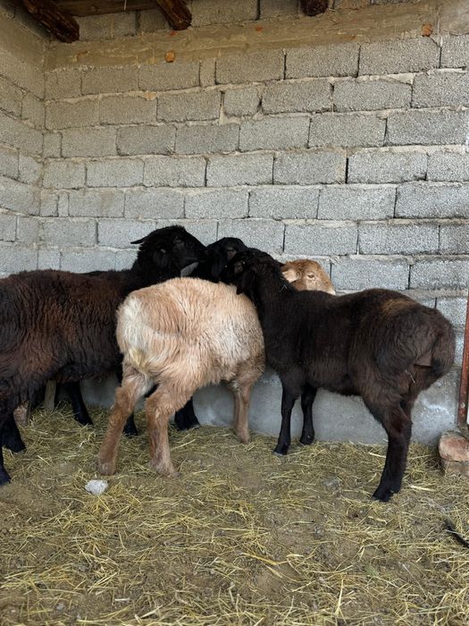 Кой, Токты, Қой, Тоқты семіз 2 дана калды