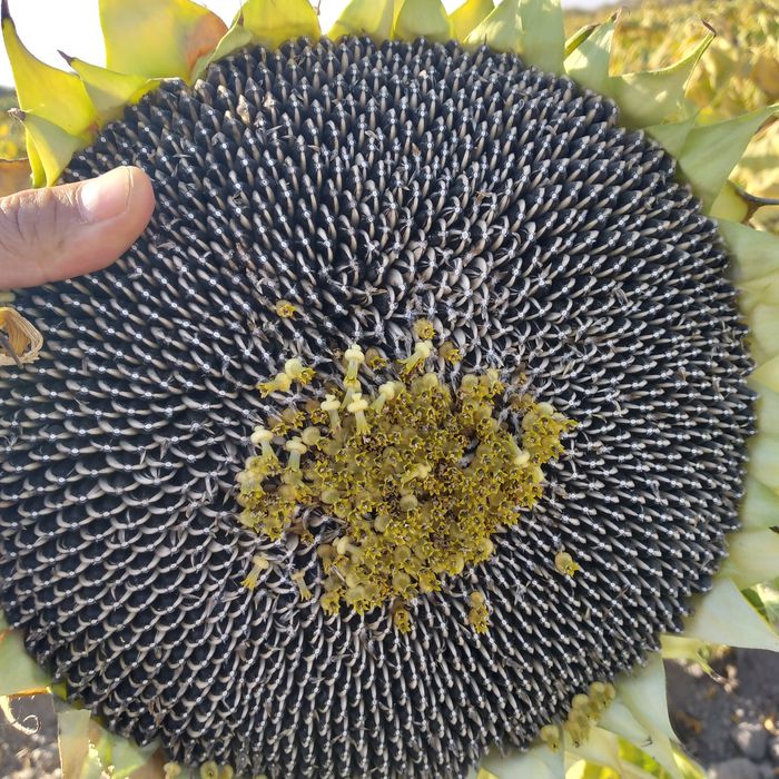 Semichka sotiladi, kop miqdorda