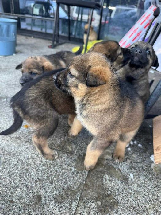 Отдаем щенков в добрые руки.
