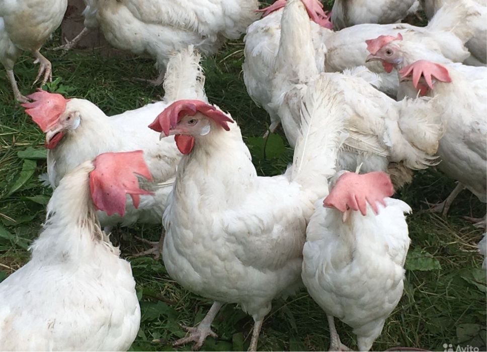 Куры несушки Коралл