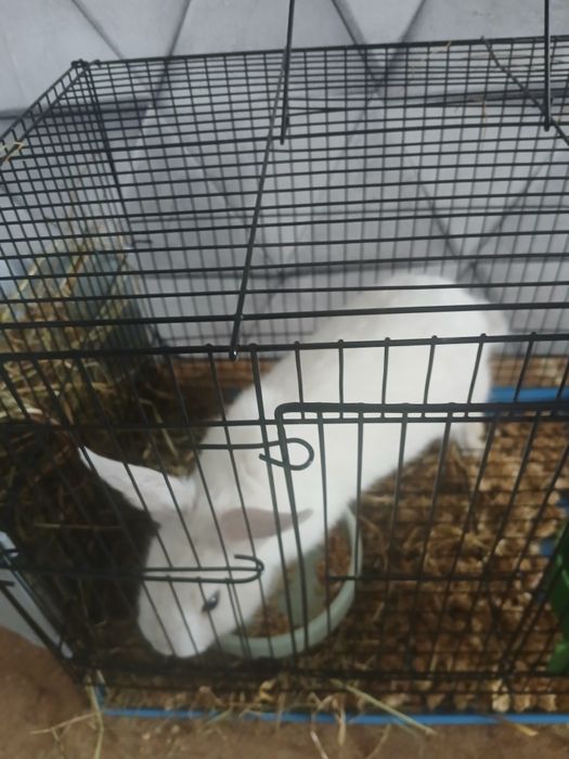 Продам кролика декаративного