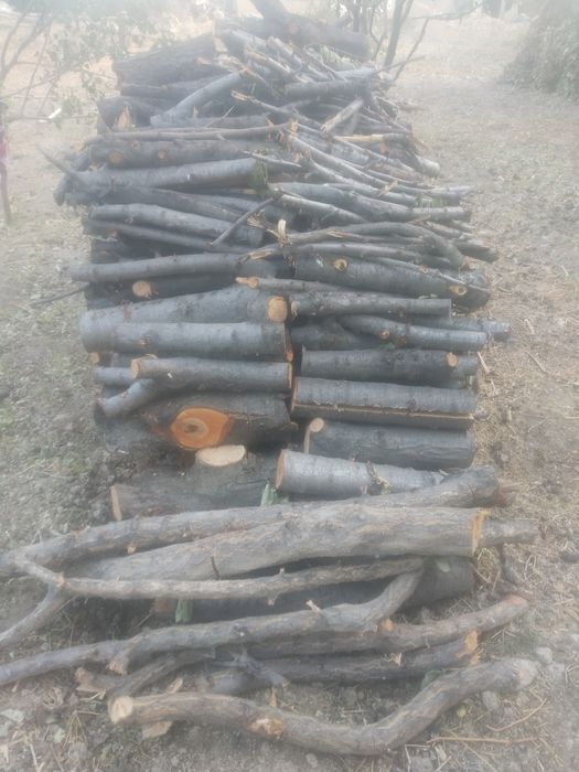 Курук Утин сотилади гилос дарахт