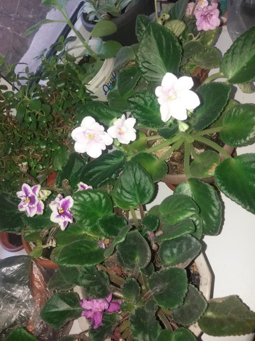 Продам фиалки  и другие цветы напольные  и т д  также садовые