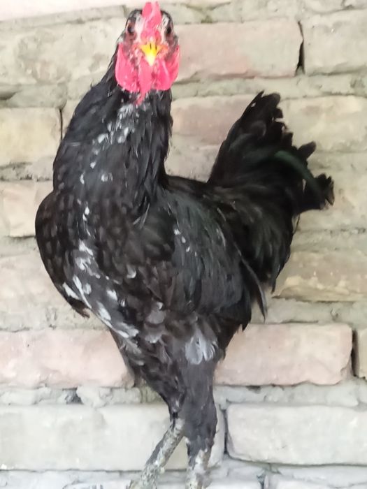 Петухи кара шахзода брама