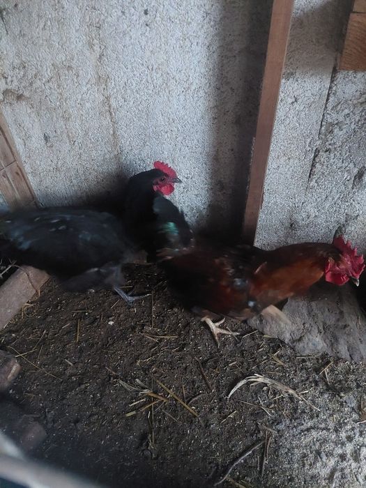 Cocosi tineri foarte frumosi