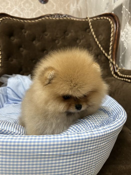 Шпиц померанский