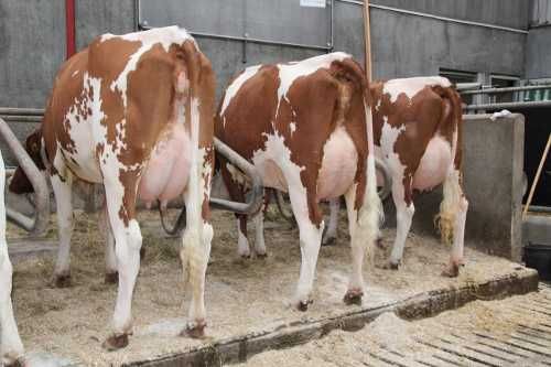 Голштин, Симментал, Ангус зотли наслли моллар, Европа, 42 млн сум