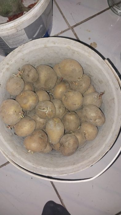 Продается картофель