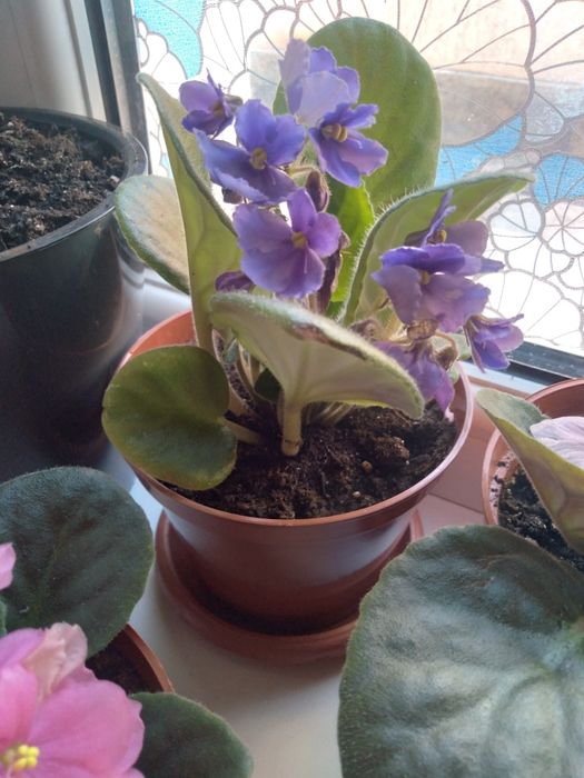 Цветущие Фиалки , молодые ростки.