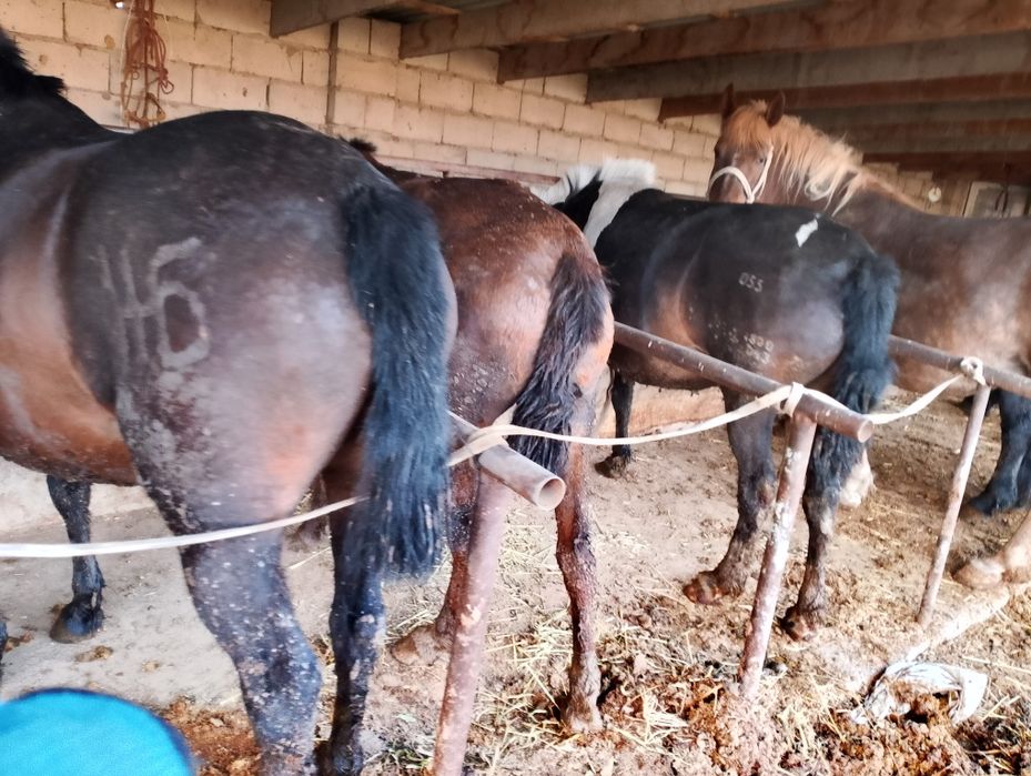 Семиз бiр туган биелер сарыкемерде тур .