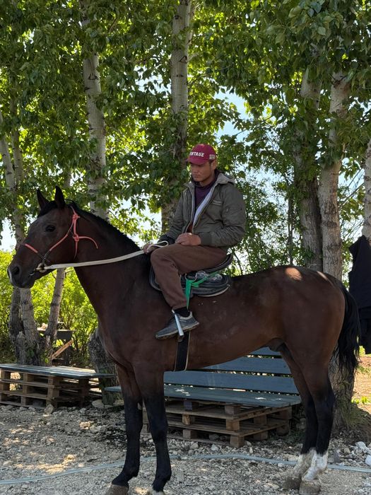 Жеребец Айғыр табун кокпар