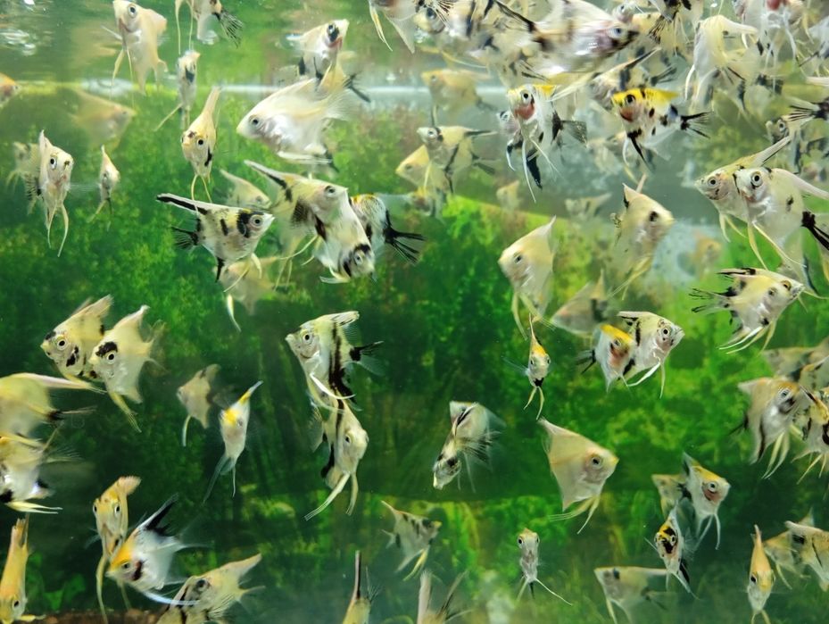 Продам аквариумных рыбок