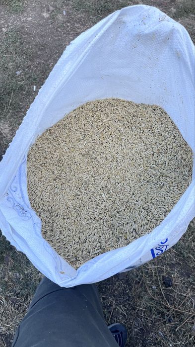 Продам ячмень по 3300