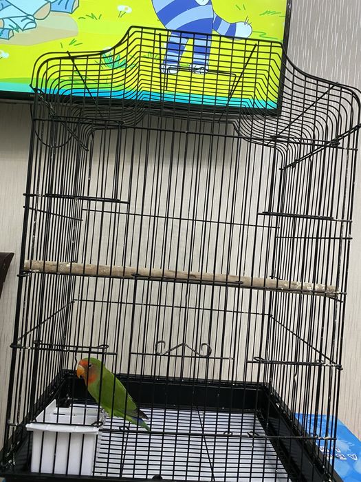 Продам попугая неразлучника вместе с клеткой