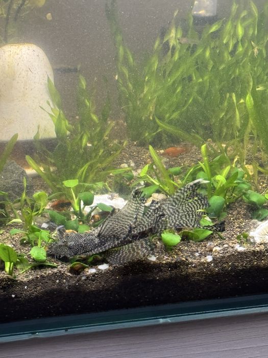 Сомики анцитрусы вуалевые