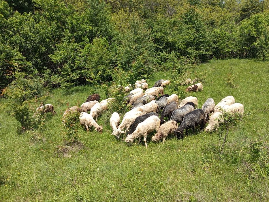 Vând 48 de oi carabașa-țârcana