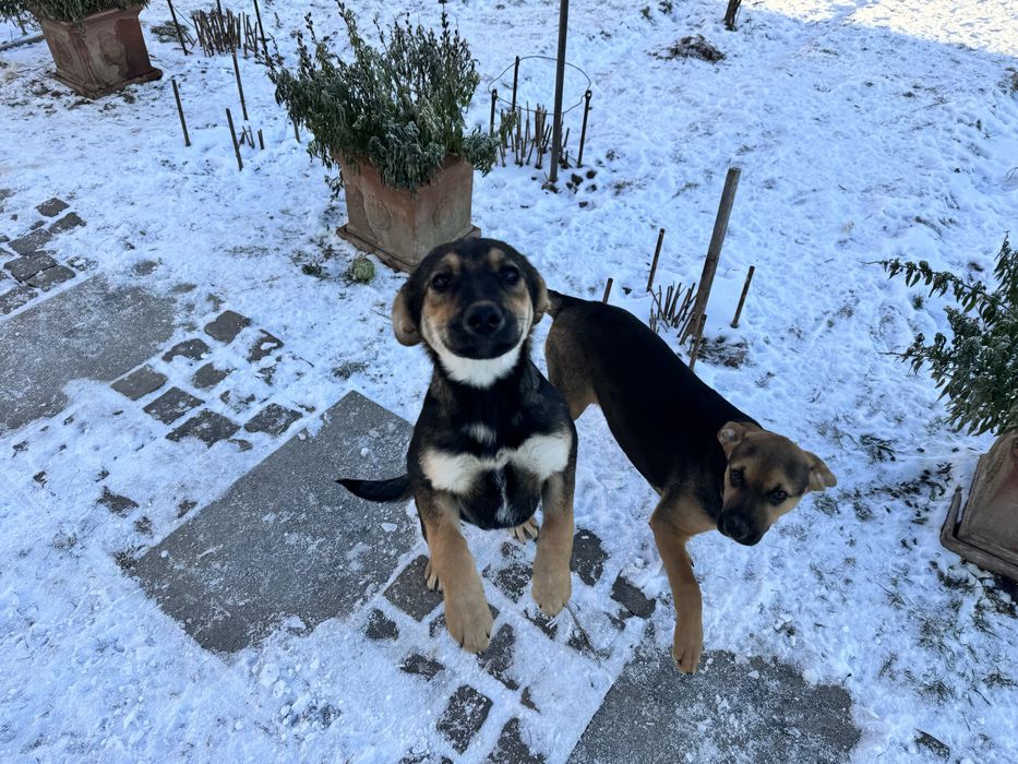 Câini spre adopție.