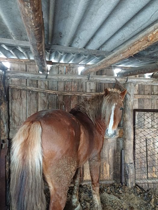 Продам    жеребца с откорма