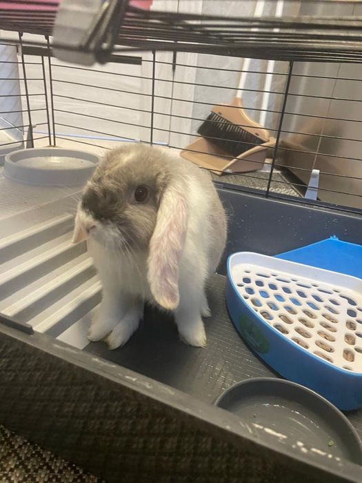 Декоротивный кролик