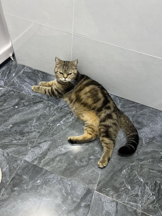 кот кошка mushuk British Shorthair