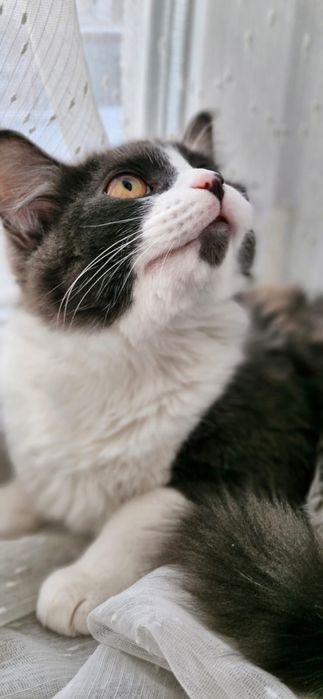 Отдам в хорошие руки