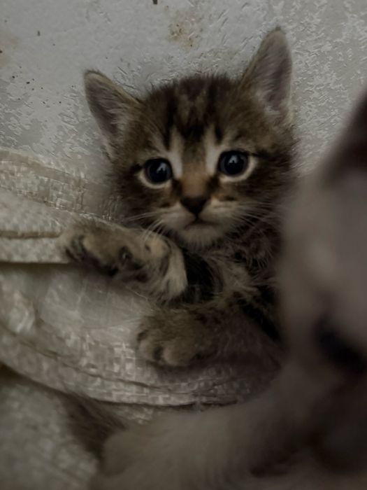 Котенки мальчик и девочка