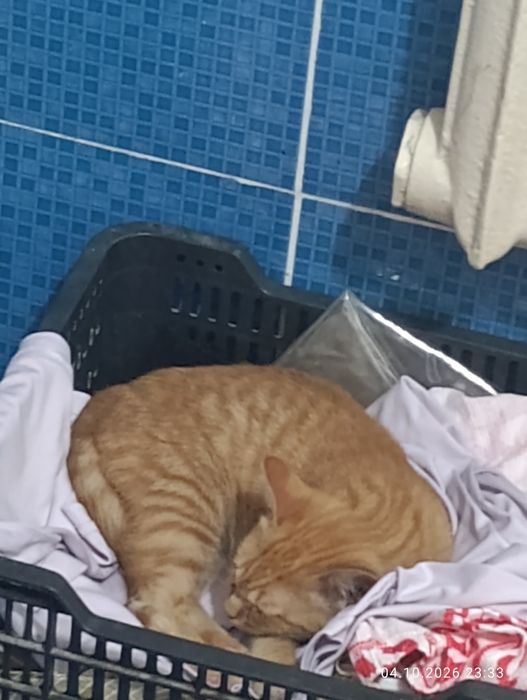Отдам рыжего котенка добрые руки!
