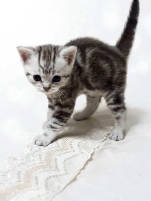 продам шотланских котят
