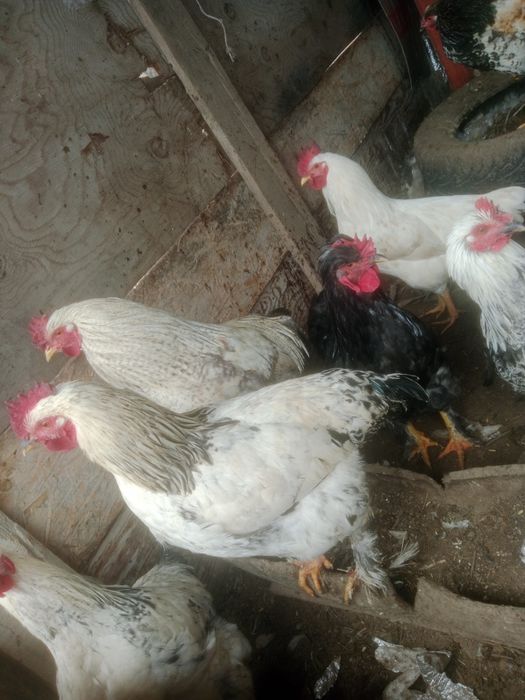 Петух продам петух